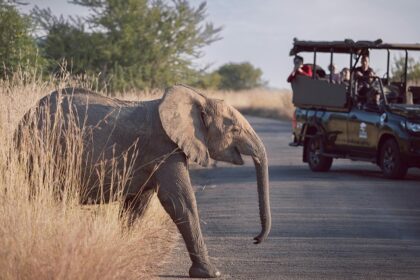 Image of a baby elephant walking on the road and pepe on a jeep safari in Pilanesberg National Park