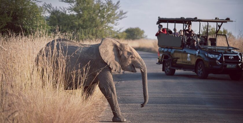 Image of a baby elephant walking on the road and pepe on a jeep safari in Pilanesberg National Park