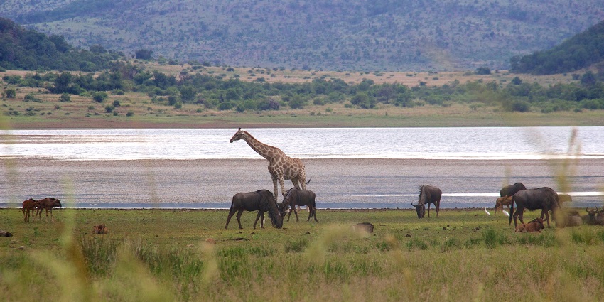 Explore exotic wildlife in Pilanesberg Park.