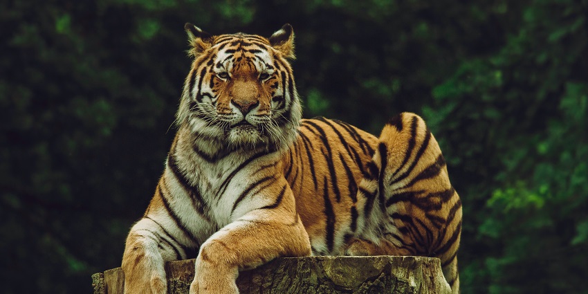 A view of a tiger at Pilibhit Tiger Reserve, one of the top places to visit near Bareilly.
