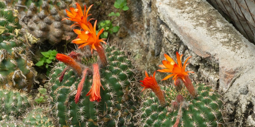 An image of flowers of Pine View Nursery, among the top haunted places in Kalimpong.