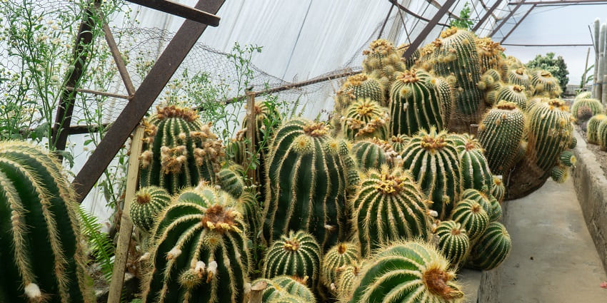 An image of the Cactus plants at the Pine View Nursery, Kalimpong, West Bengal.