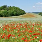 A view of the Czech Republic’s natural landscapes and landmarks.