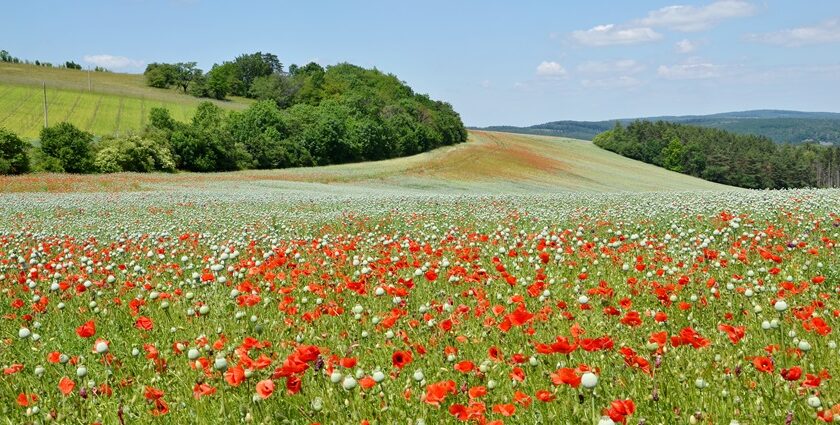 A view of the Czech Republic’s natural landscapes and landmarks.