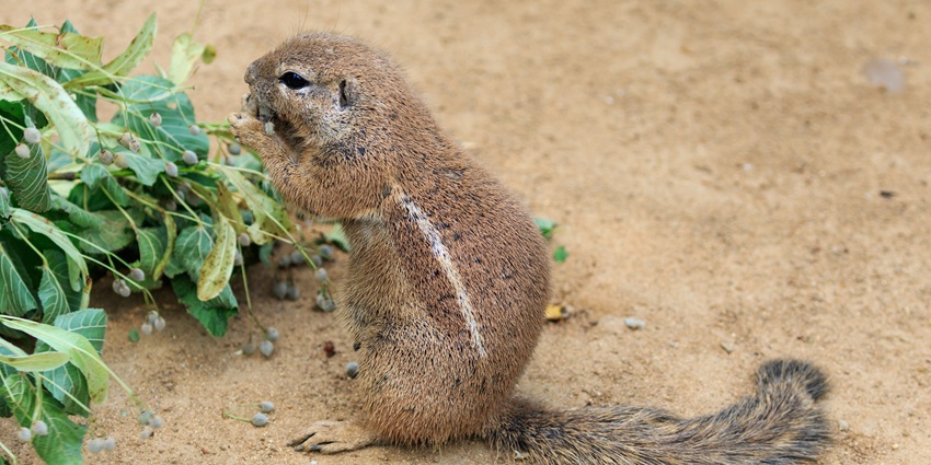 An image of animals at Prague Zoo with lush green habitats and a diverse range of species.