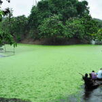 An image of oxbow lush green lake which is situated at Raiganj Wildlife Sanctuary.