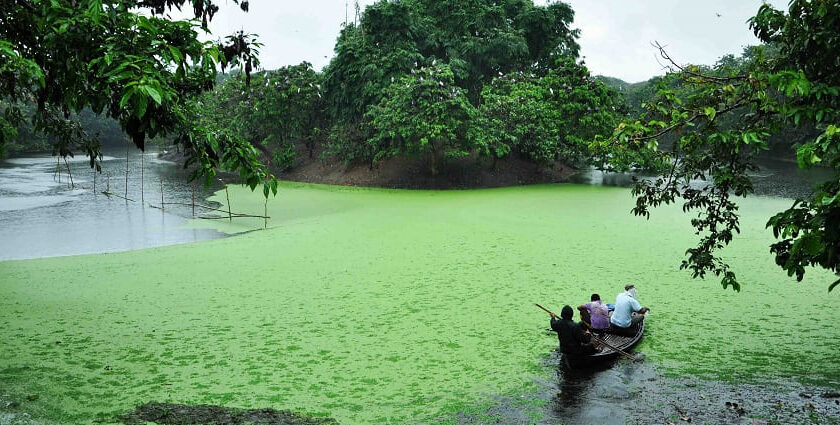 An image of oxbow lush green lake which is situated at Raiganj Wildlife Sanctuary.