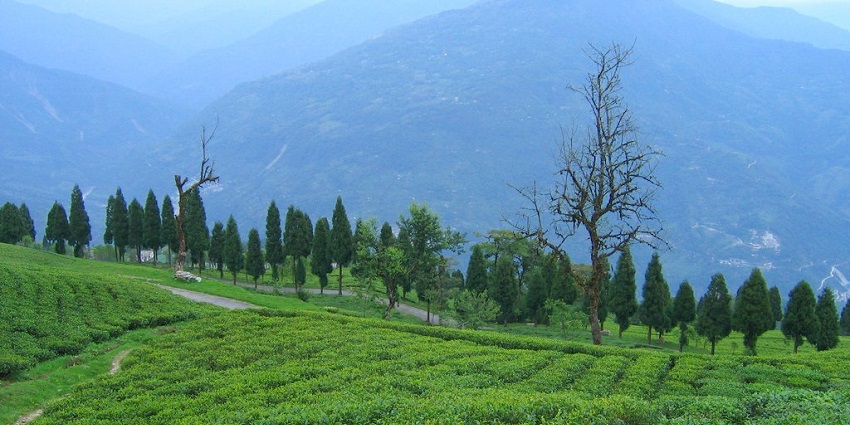 A majestic view of tea gardens in Ravangla, a serene spot amidst the Eastern Himalayas.