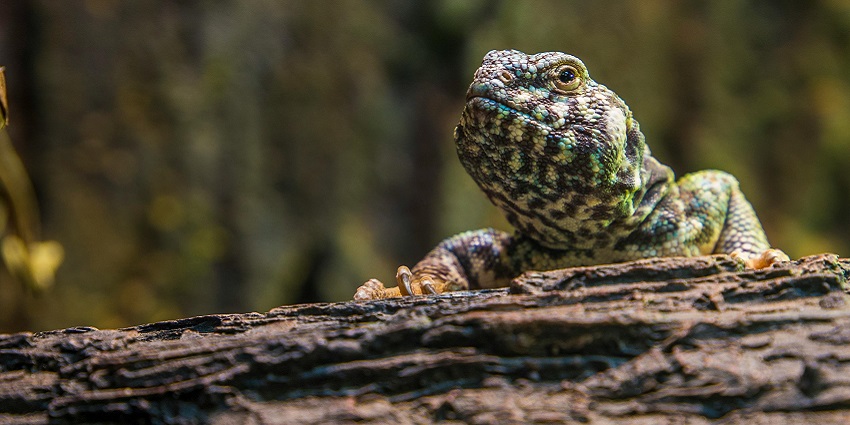 Explore red desert reptiles at a place near Uluru Kata Tjuta national park
