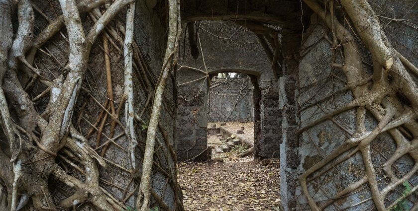 Ancient ruins of Redi Fort with crumbling stone walls surrounded by lush greenery