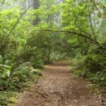 An image of sunlight filtering through the trees in Redwood National Park, creating a nice atmosphere.