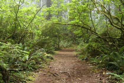 An image of sunlight filtering through the trees in Redwood National Park, creating a nice atmosphere.