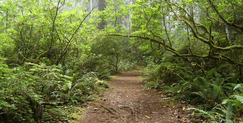 An image of sunlight filtering through the trees in Redwood National Park, creating a nice atmosphere.