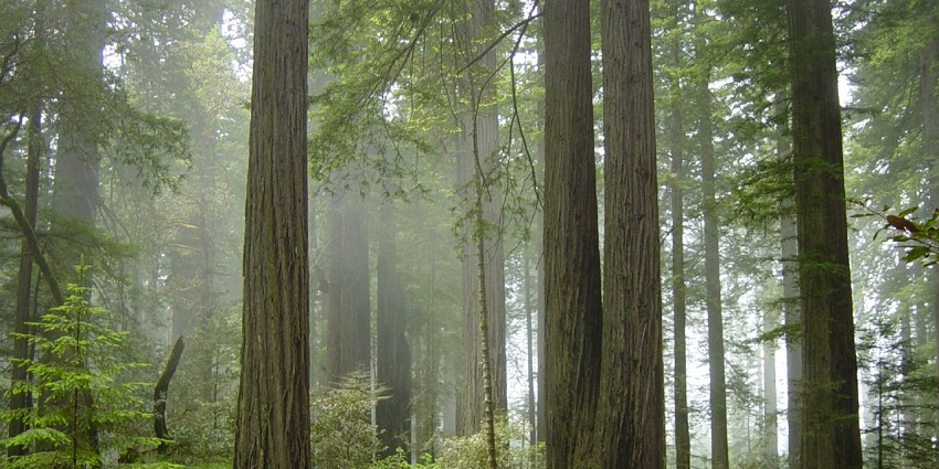 An image of the forest view in Redwood National Park, showcasing towering trees enveloped by fog.