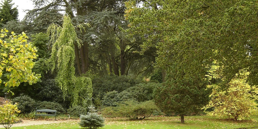 Image of tranquil botanical garden with a variety of trees and plants