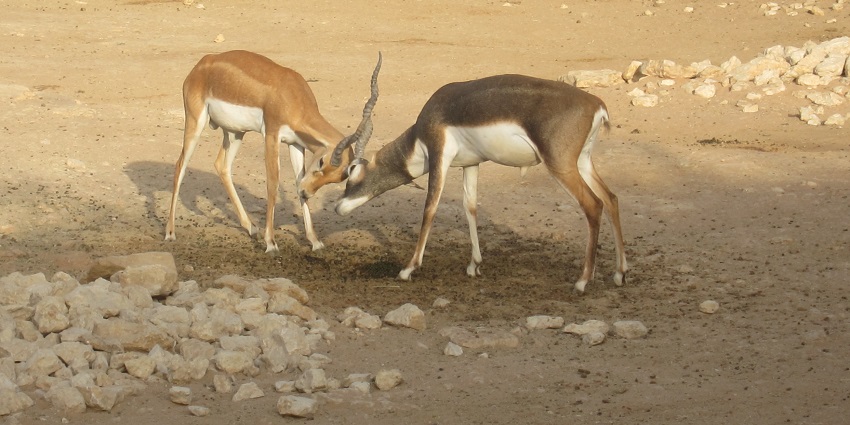 Riyadh Zoo is a family-friendly zoo which features a wide range of animal species.