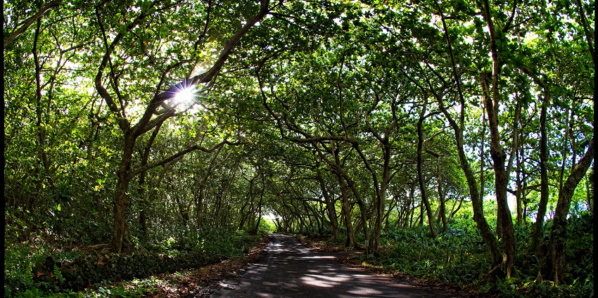 A picture of romantic Road to Hana drive amidst lush scenery in Hawaii for Valentine's Day.