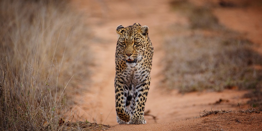 Sabi Sand offers a classic experience of night safari in South Africa.