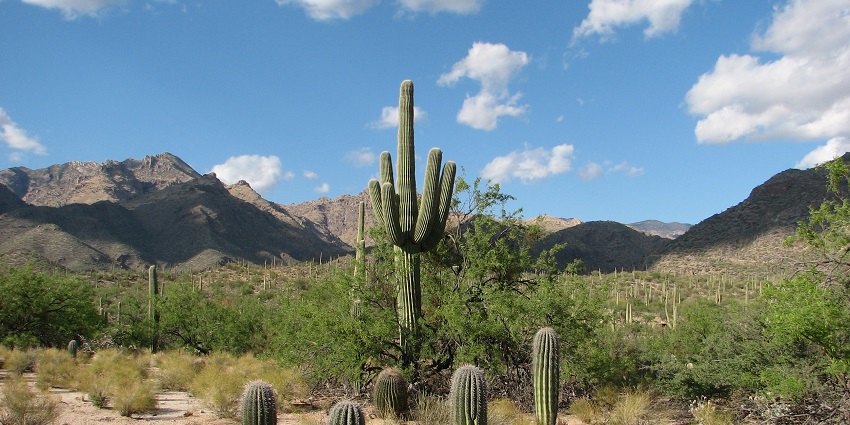An image of the hilltop view of Sabino Canyon Recreation Area