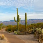 An image of Saguaro National Park Arizona USA with desert, and rugged mountains