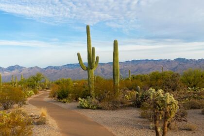 An image of Saguaro National Park Arizona USA with desert, and rugged mountains