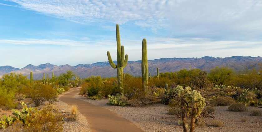 An image of Saguaro National Park Arizona USA with desert, and rugged mountains