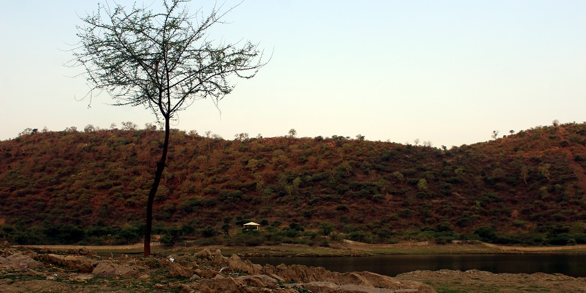 An image of the forest in Sajjangarh Wildlife Sanctuary, the best jungle safari near Mumbai.