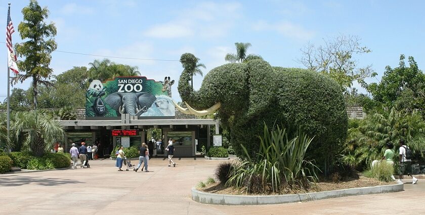 An image of the entrance of San Diego Zoo featuring an elephant statue and rich greenery