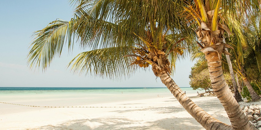 An image depicting a beach scene of Concan with a coconut tree leaning towards the sea