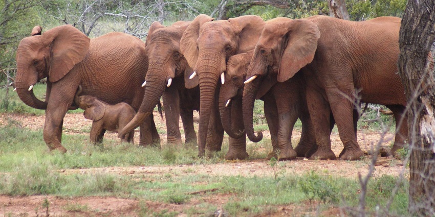 African bush elephants spotted at the SanWild Sanctuary in South Africa