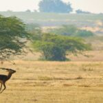 Picture of Sajnekhali Wildlife Sanctuary with dense mangrove trees and a calm water body.