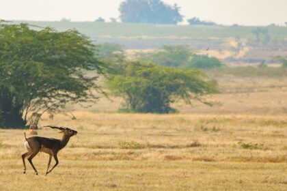 Picture of Sajnekhali Wildlife Sanctuary with dense mangrove trees and a calm water body.