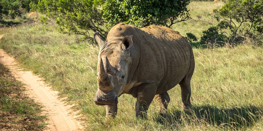 Rhinoceros in Schotia Private Game Reserve near Addo Elephant National Park