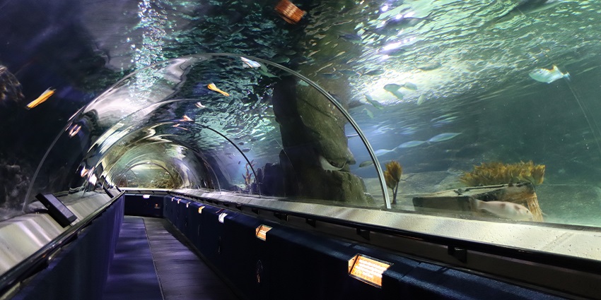Kelly Tarlton's Aquarium has diverse marine life to be explored in New Zealand