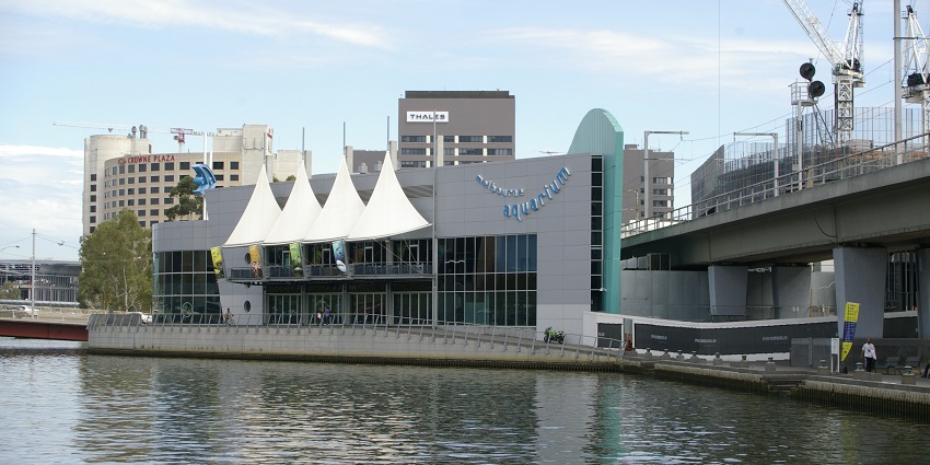 Wandering through SEA LIFE Melbourne Aquarium, one of the places to visit in Melbourne.