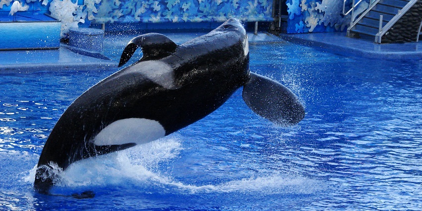 An image of Shamu, a famous attraction at SeaWorld Orlando in the United States.