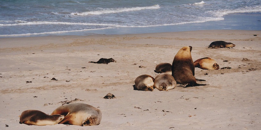 Seal Bay offers near Kangaroo Island offers visitors a chance to spot seals