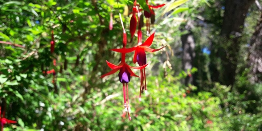 The sight of an exotic flower on the way to the Seven Lakes route