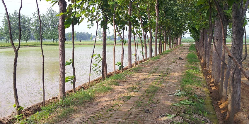 An image of the majestic walls of Shahjahanpur Fort surrounded by lush greenery.