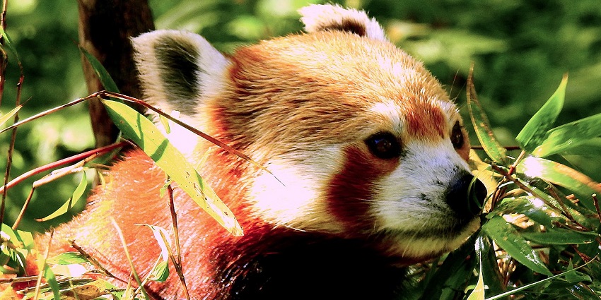 An image of a red panda on a tree eating leaves in Singalila National Park.