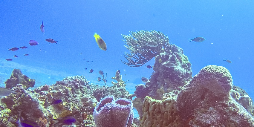 An underwater view of a coral reef surrounded by different marine life in Mesoamerican Reef, one of the things to do in Cancun.