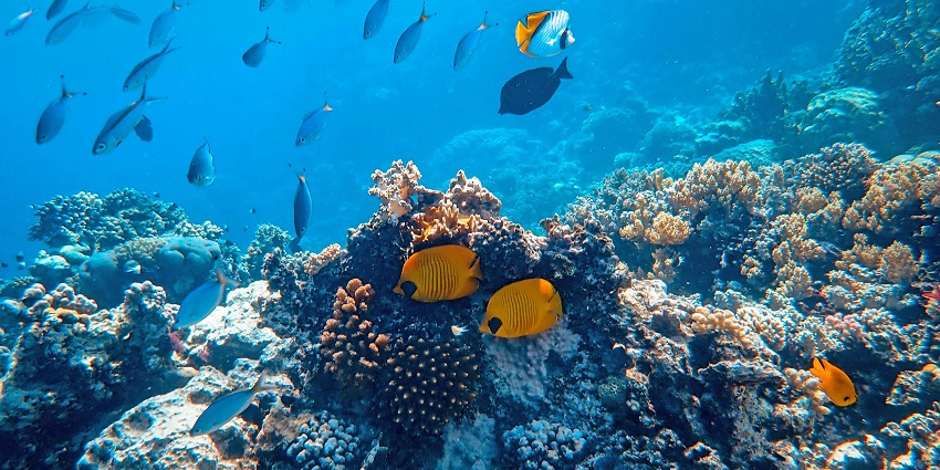 A view of snorkelling at Rameshwaram Coral Reef with marine life and coral.