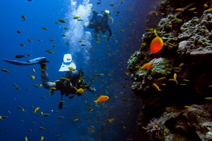 A picture of snorkelers exploring vibrant coral reefs during Snorkeling in Tarkarli