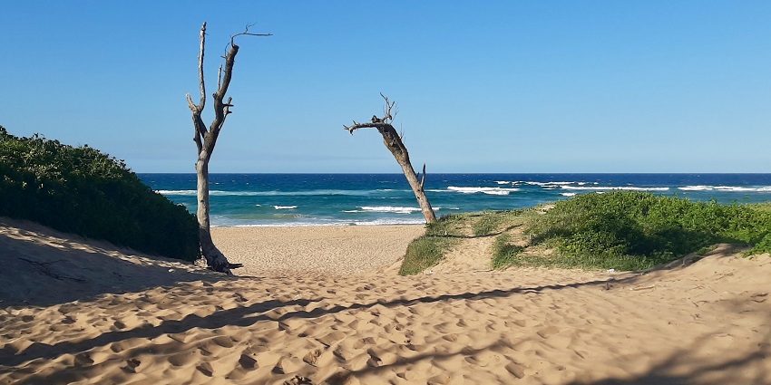 Lost in the wild wonders of South Africa's beaches and landscapes.