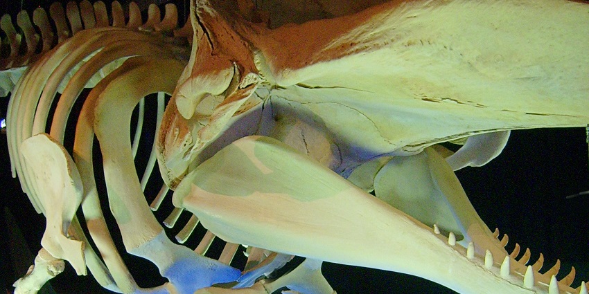 Features Oman’s marine life, including a preserved sperm whale skeleton.