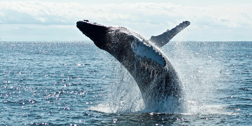 Watching giant whales is one of the most exciting things to do in Boston in April.