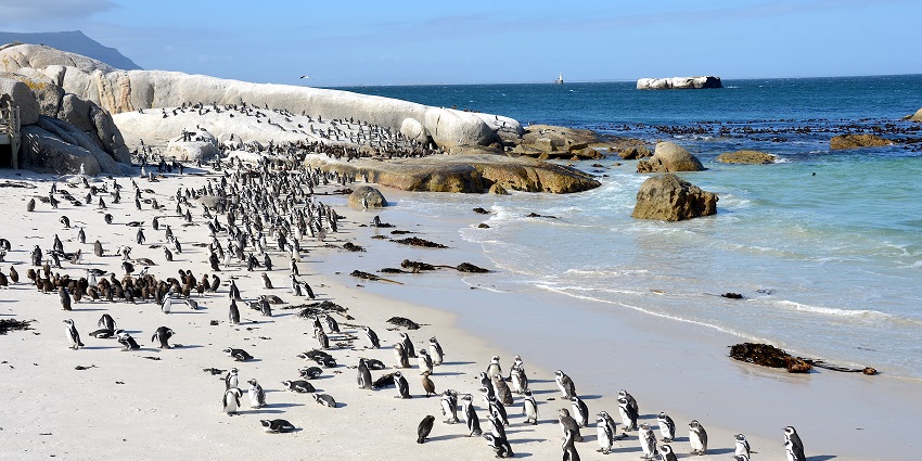 Spot penguins at Boulders Beach in Simon’s town, a part of Table Mountain National Park.