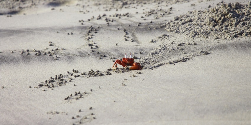 Spotting the red crab at the Lal Kankra Beach, one of the best things to do in Mandarmani