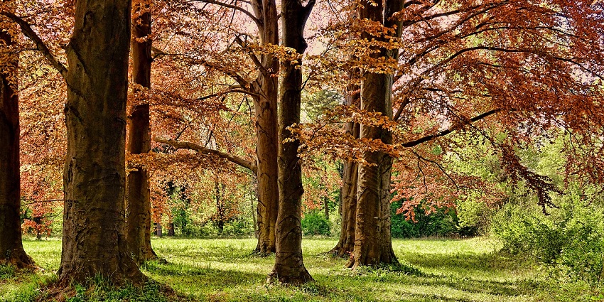 An image of a tree in a spring park, the best place near Roswell Museum for nature lovers.