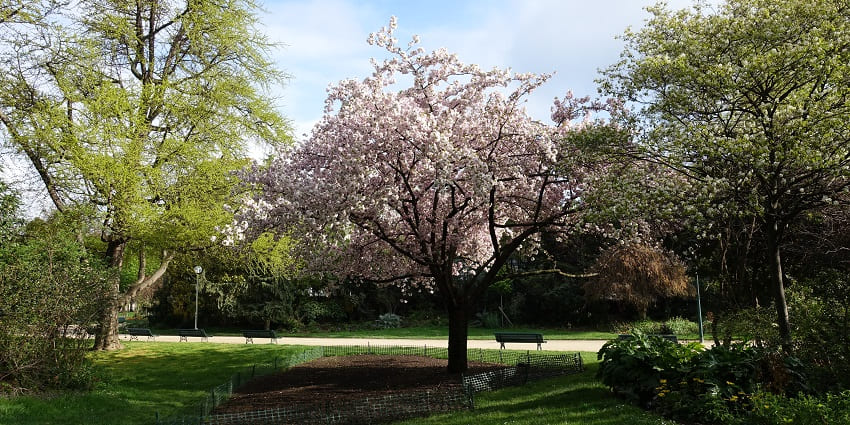 Wandering through the vibrant, blooming gardens is among the best things to do in Paris's springtime.